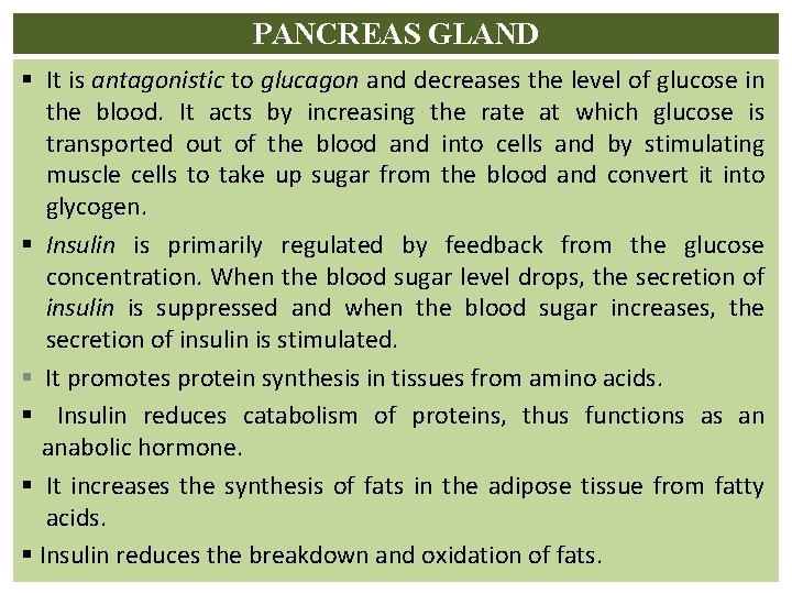 PANCREAS GLAND § It is antagonistic to glucagon and decreases the level of glucose