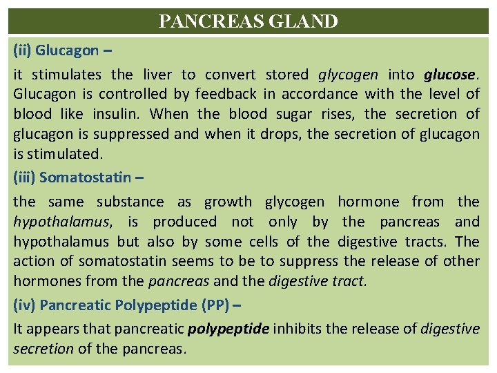 PANCREAS GLAND (ii) Glucagon – it stimulates the liver to convert stored glycogen into