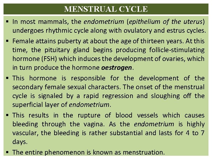 MENSTRUAL CYCLE § In most mammals, the endometrium (epithelium of the uterus) undergoes rhythmic