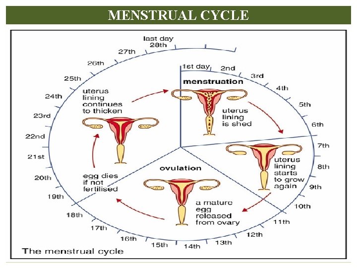 MENSTRUAL CYCLE 