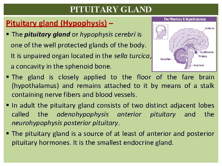 PITUITARY GLAND Pituitary gland (Hypophysis) – § The pituitary gland or hypophysis cerebri is