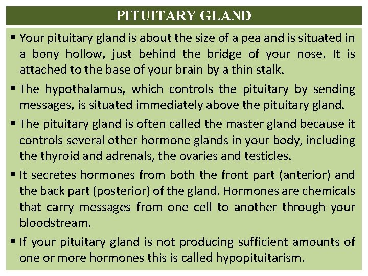 PITUITARY GLAND § Your pituitary gland is about the size of a pea and