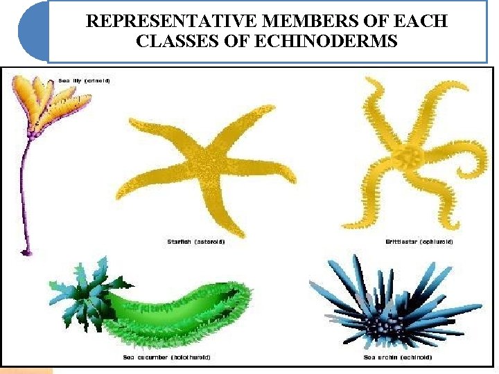 REPRESENTATIVE MEMBERS OF EACH CLASSES OF ECHINODERMS REPRESENTATIVE MEMBERS OF EACH CLASSES OF ECHINODERMS