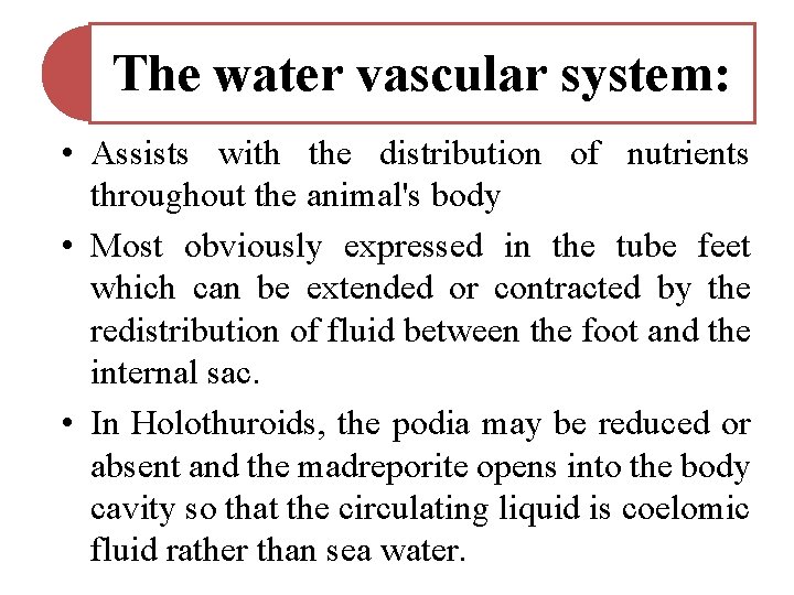 The water vascular system: • Assists with the distribution of nutrients throughout the animal's The water vascular system: • Assists with the distribution of nutrients throughout the animal's