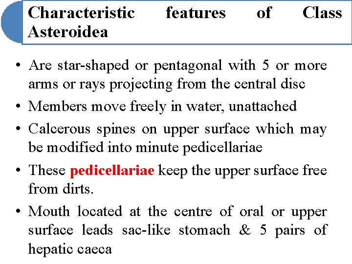 Characteristic Asteroidea features of Class • Are star-shaped or pentagonal with 5 or more Characteristic Asteroidea features of Class • Are star-shaped or pentagonal with 5 or more