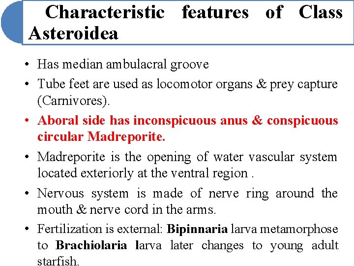 Characteristic features of Class Asteroidea • Has median ambulacral groove • Tube feet are Characteristic features of Class Asteroidea • Has median ambulacral groove • Tube feet are