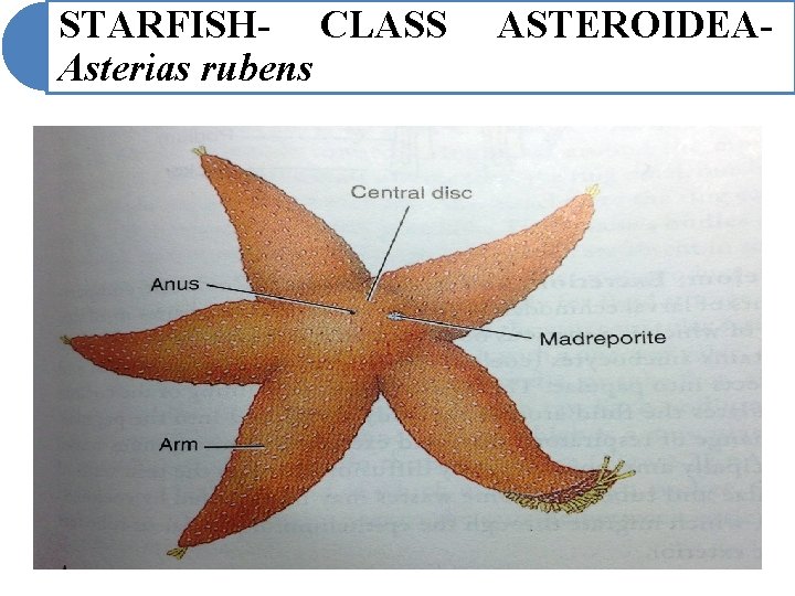 STARFISH- CLASS Asterias rubens ASTEROIDEA- STARFISH- CLASS Asterias rubens ASTEROIDEA-