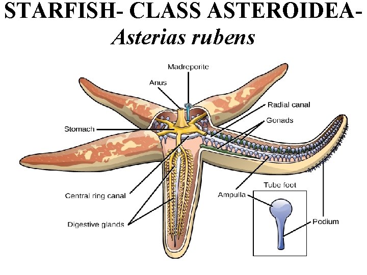 STARFISH- CLASS ASTEROIDEAAsterias rubens STARFISH- CLASS ASTEROIDEAAsterias rubens