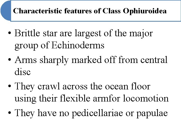Characteristic features of Class Ophiuroidea • Brittle star are largest of the major group Characteristic features of Class Ophiuroidea • Brittle star are largest of the major group