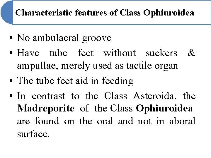 Characteristic features of Class Ophiuroidea • No ambulacral groove • Have tube feet without Characteristic features of Class Ophiuroidea • No ambulacral groove • Have tube feet without
