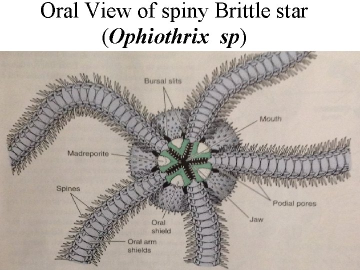 Oral View of spiny Brittle star (Ophiothrix sp) Oral View of spiny Brittle star (Ophiothrix sp)