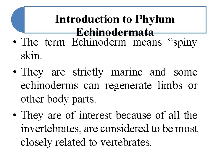 Introduction to Phylum Echinodermata • The term Echinoderm means “spiny skin. • They are Introduction to Phylum Echinodermata • The term Echinoderm means “spiny skin. • They are