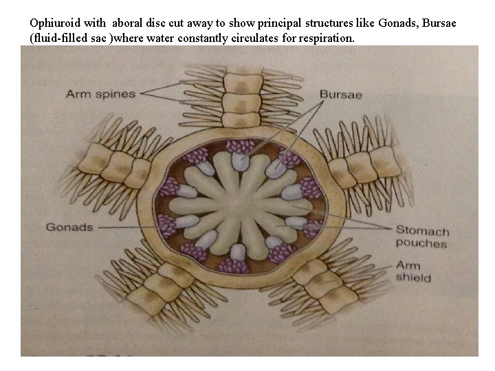 Ophiuroid with aboral disc cut away to show principal structures like Gonads, Bursae (fluid-filled Ophiuroid with aboral disc cut away to show principal structures like Gonads, Bursae (fluid-filled