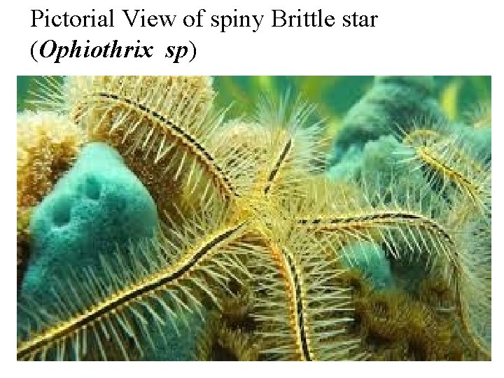 Pictorial View of spiny Brittle star (Ophiothrix sp) Pictorial View of spiny Brittle star (Ophiothrix sp)
