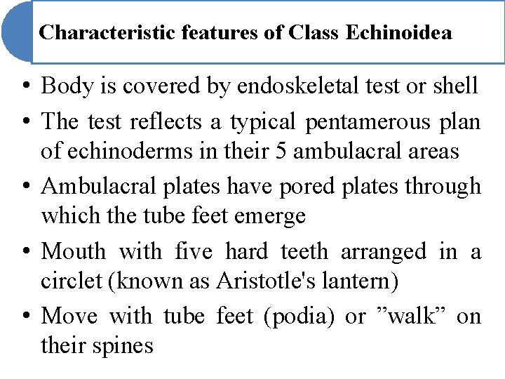 Characteristic features of Class Echinoidea • Body is covered by endoskeletal test or shell Characteristic features of Class Echinoidea • Body is covered by endoskeletal test or shell