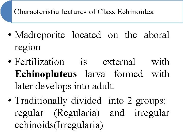 Characteristic features of Class Echinoidea • Madreporite located on the aboral region • Fertilization Characteristic features of Class Echinoidea • Madreporite located on the aboral region • Fertilization