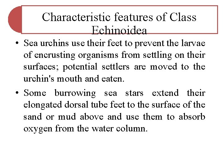 Characteristic features of Class Echinoidea • Sea urchins use their feet to prevent the Characteristic features of Class Echinoidea • Sea urchins use their feet to prevent the
