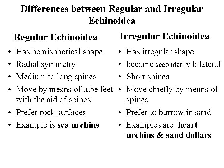 Differences between Regular and Irregular Echinoidea Regular Echinoidea • • Has hemispherical shape Radial Differences between Regular and Irregular Echinoidea Regular Echinoidea • • Has hemispherical shape Radial