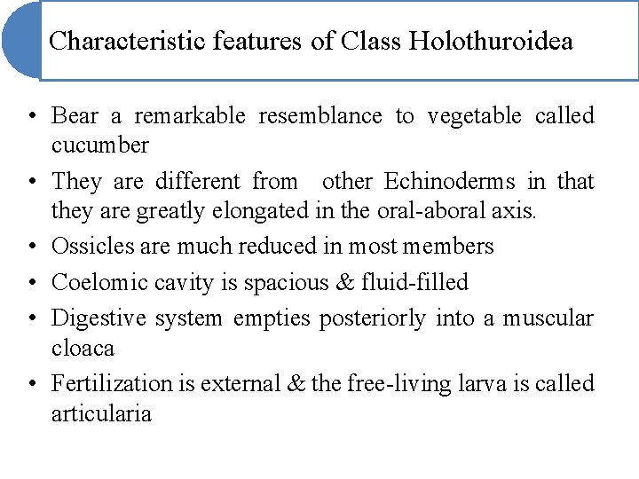 Characteristic features of Class Holothuroidea • Bear a remarkable resemblance to vegetable called cucumber Characteristic features of Class Holothuroidea • Bear a remarkable resemblance to vegetable called cucumber