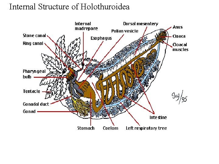 Internal Structure of Holothuroidea Internal Structure of Holothuroidea