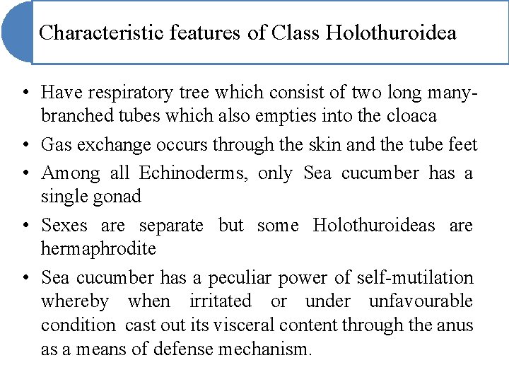 Characteristic features of Class Holothuroidea • Have respiratory tree which consist of two long Characteristic features of Class Holothuroidea • Have respiratory tree which consist of two long