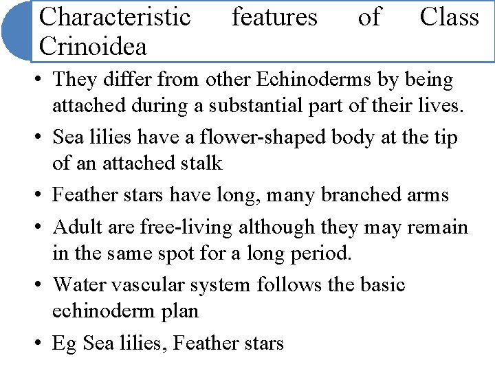 Characteristic Crinoidea features of Class • They differ from other Echinoderms by being attached Characteristic Crinoidea features of Class • They differ from other Echinoderms by being attached