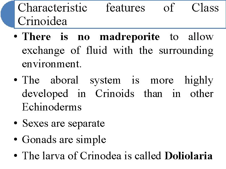 Characteristic Crinoidea features of Class • There is no madreporite to allow exchange of Characteristic Crinoidea features of Class • There is no madreporite to allow exchange of