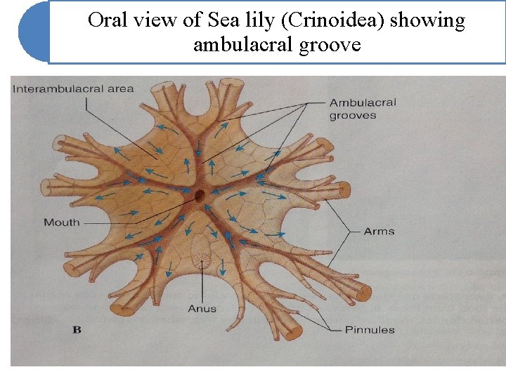Oral view of Sea lily (Crinoidea) showing ambulacral groove Oral view of Sea lily (Crinoidea) showing ambulacral groove