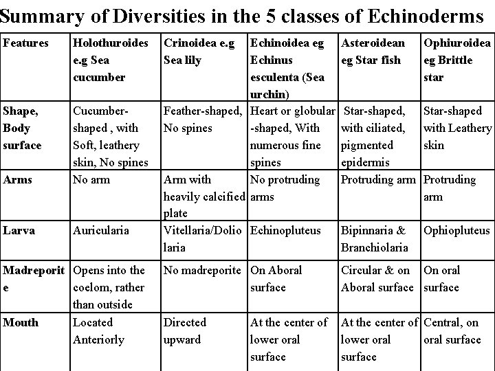 Summary of Diversities in the 5 classes of Echinoderms Features Holothuroides e. g Sea Summary of Diversities in the 5 classes of Echinoderms Features Holothuroides e. g Sea