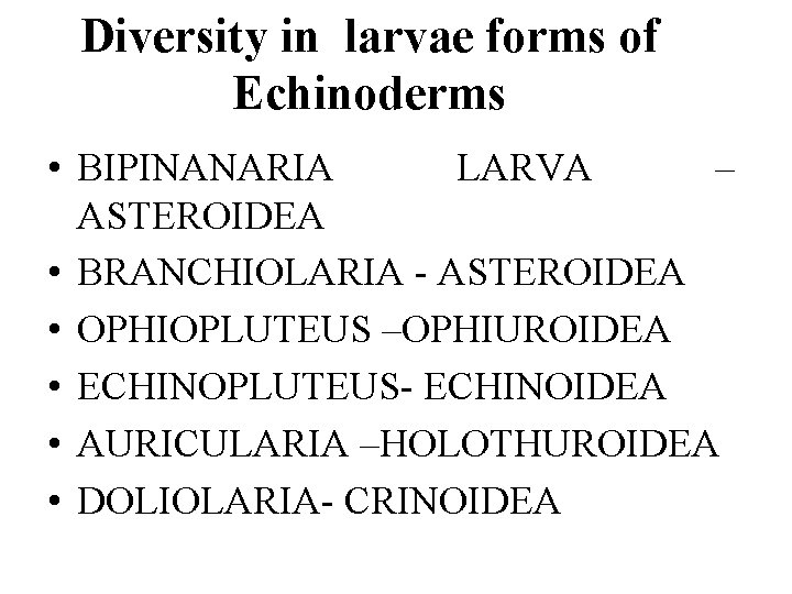Diversity in larvae forms of Echinoderms • BIPINANARIA LARVA – ASTEROIDEA • BRANCHIOLARIA - Diversity in larvae forms of Echinoderms • BIPINANARIA LARVA – ASTEROIDEA • BRANCHIOLARIA -