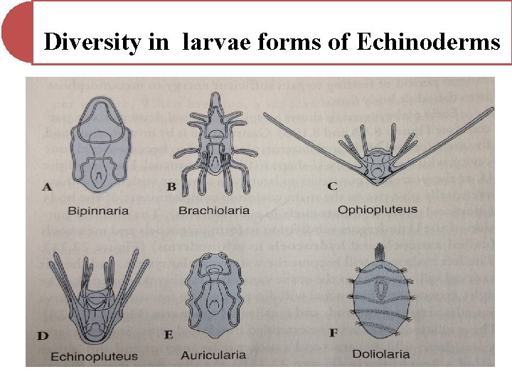 Diversity in larvae forms of Echinoderms Diversity in larvae forms of Echinoderms