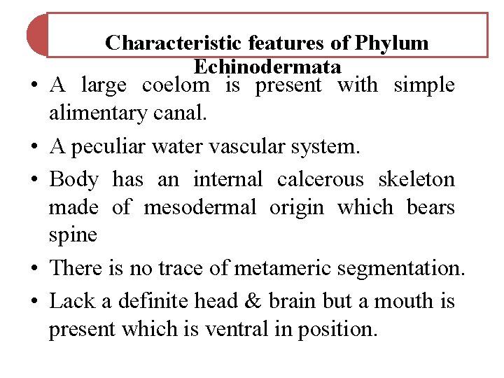 • • • Characteristic features of Phylum Echinodermata A large coelom is present • • • Characteristic features of Phylum Echinodermata A large coelom is present