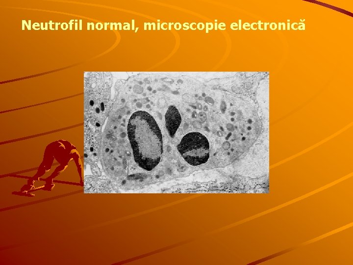 Neutrofil normal, microscopie electronică 