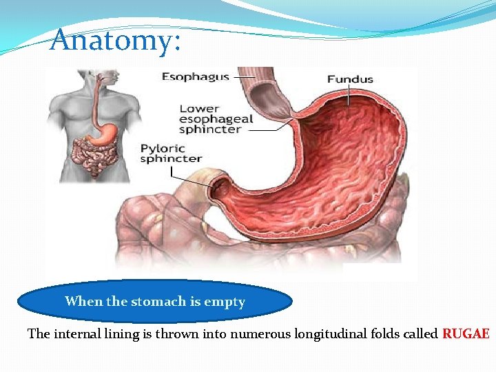 Anatomy: When the stomach is empty The internal lining is thrown into numerous longitudinal