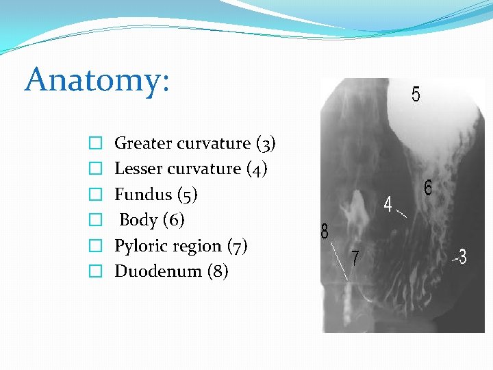 Anatomy: � � � Greater curvature (3) Lesser curvature (4) Fundus (5) Body (6)
