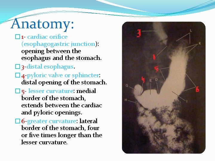 Anatomy: � 1 - cardiac orifice (esophagogastric junction): opening between the esophagus and the