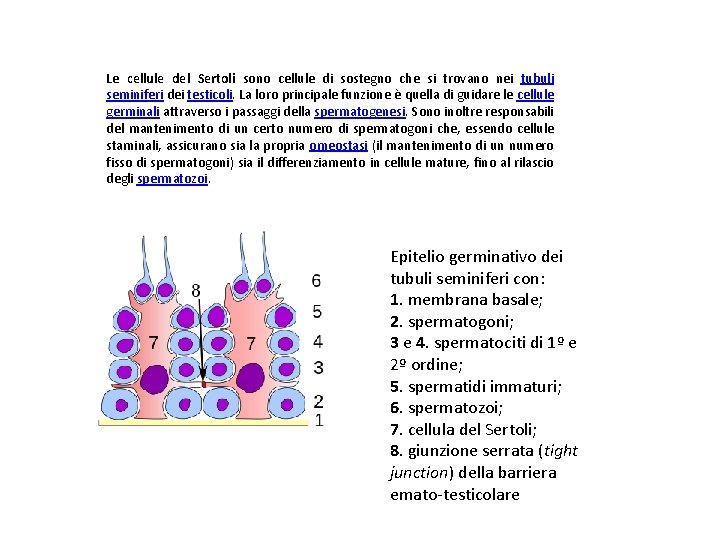 Le cellule del Sertoli sono cellule di sostegno che si trovano nei tubuli seminiferi