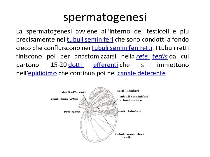 spermatogenesi La spermatogenesi avviene all'interno dei testicoli e più precisamente nei tubuli seminiferi che