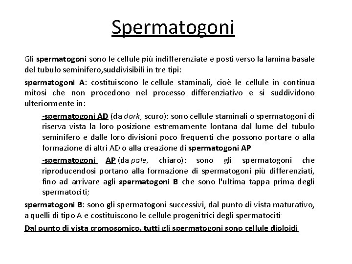 Spermatogoni Gli spermatogoni sono le cellule più indifferenziate e posti verso la lamina basale