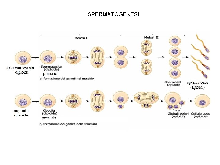  SPERMATOGENESI 