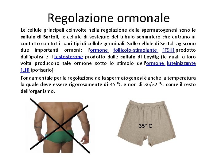 Regolazione ormonale Le cellule principali coinvolte nella regolazione della spermatogenesi sono le cellule di