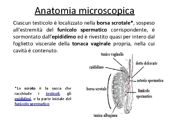 Anatomia microscopica Ciascun testicolo è localizzato nella borsa scrotale*, sospeso all’estremità del funicolo spermatico