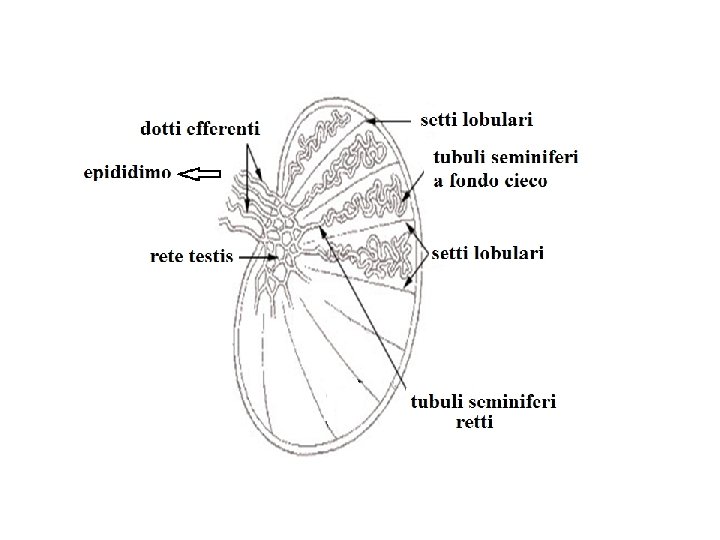 Schema del testicolo 1: Lobuli del didimo/setti 2: Tubuli seminiferi contorti 3: Lobuli del