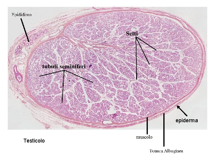 epiderma Testicolo 