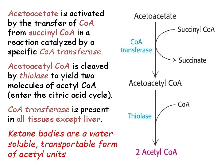 Acetoacetate is activated by the transfer of Co. A from succinyl Co. A in