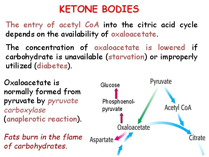 KETONE BODIES The entry of acetyl Co. A into the citric acid cycle depends
