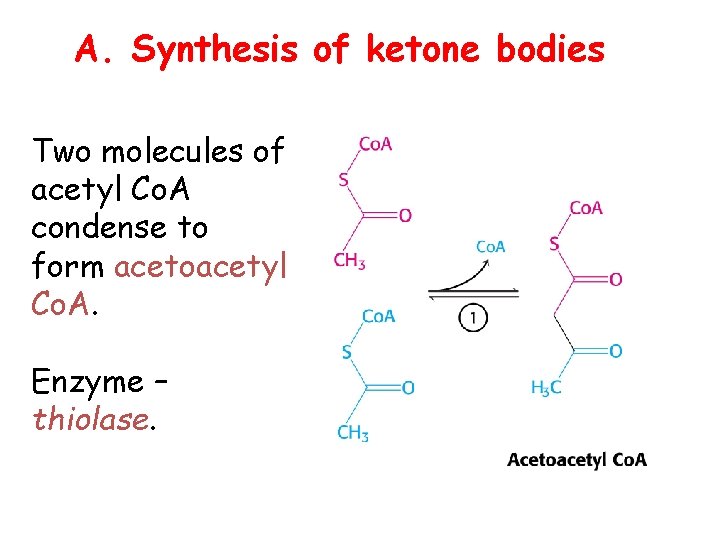 A. Synthesis of ketone bodies Two molecules of acetyl Co. A condense to form