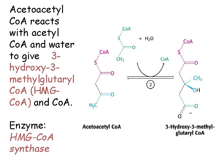 Acetoacetyl Co. A reacts with acetyl Co. A and water to give 3 hydroxy-3