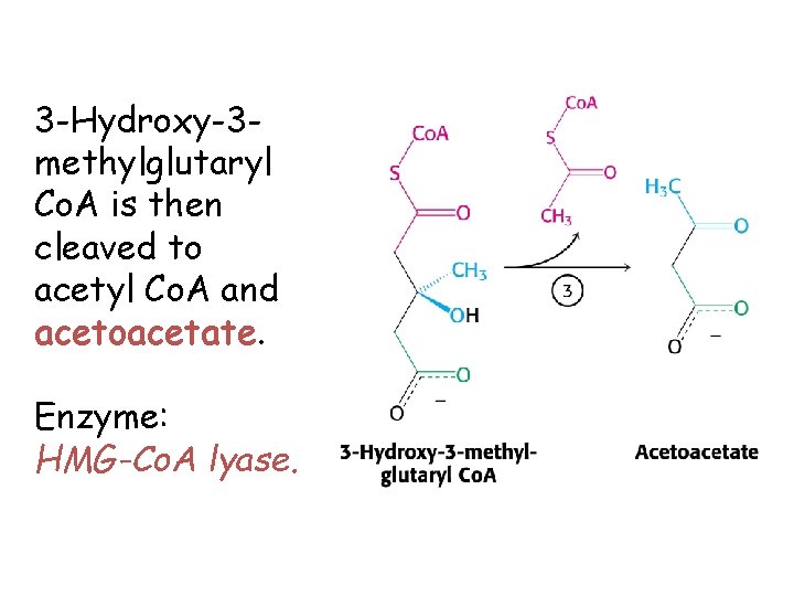 3 -Hydroxy-3 methylglutaryl Co. A is then cleaved to acetyl Co. A and acetoacetate.