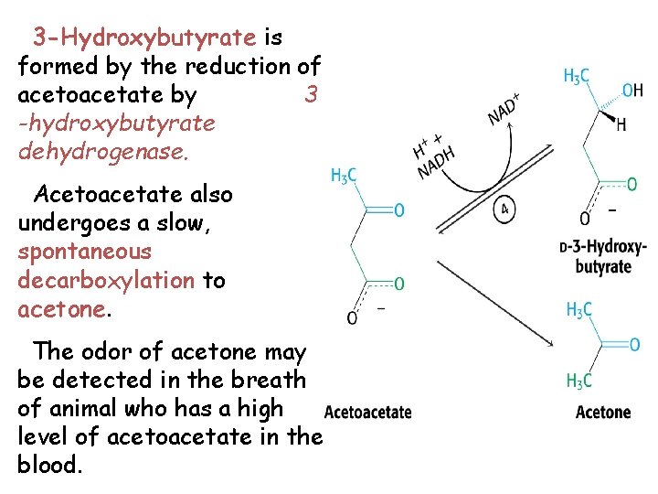 3 -Hydroxybutyrate is formed by the reduction of acetoacetate by 3 -hydroxybutyrate dehydrogenase. Acetoacetate